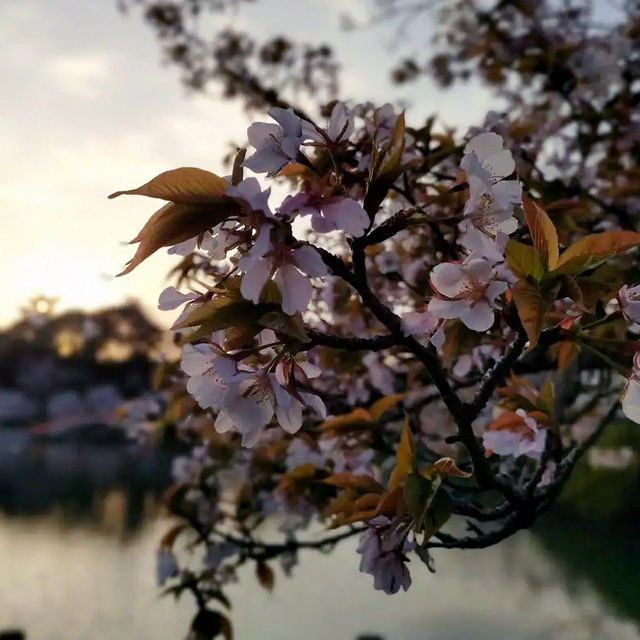 🌸 **垣生公園（Habu Park）櫻花觀賞遊覽分享** 🌸