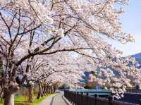 Chasing Sakura at Lake Kawaguchiko