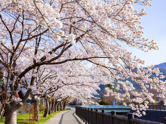 Chasing Sakura at Lake Kawaguchiko