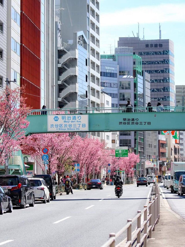 Chasing Sakura at Sakuragaoka in Shibuya