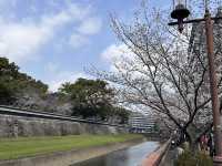 熊本與阿蘇山方面之櫻花