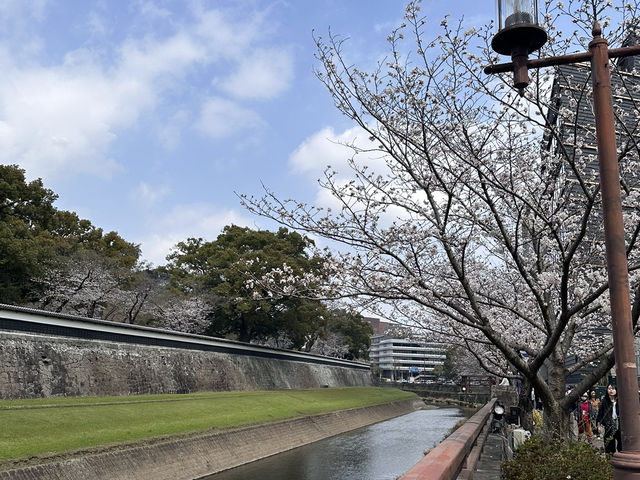熊本與阿蘇山方面之櫻花