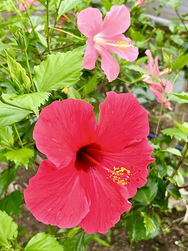 Spring Vibes in Hakodate: A Relaxing Visit to Hakodate Tropical Botanical Garden