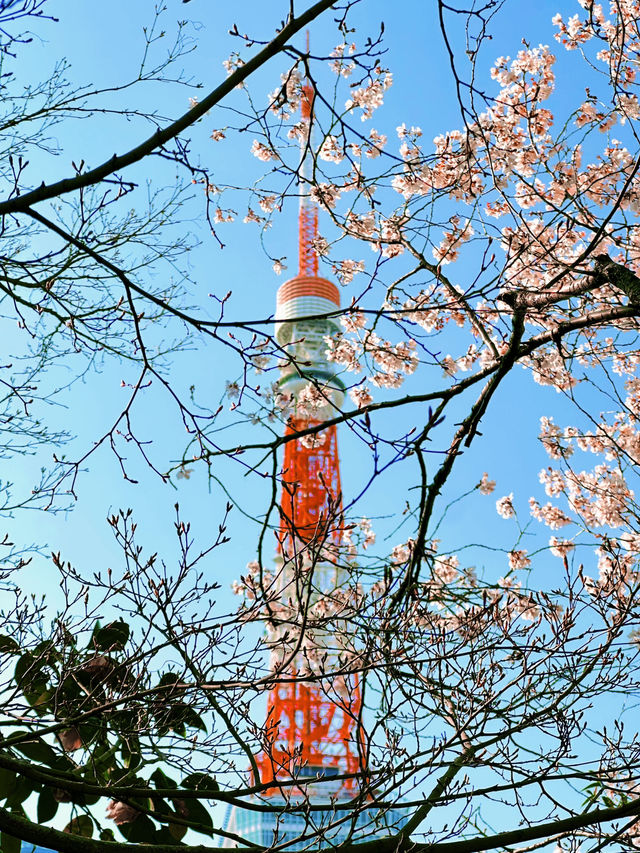 🌸【東京鐵塔櫻花｜2025粉雪紛飛下的地標絕景】  