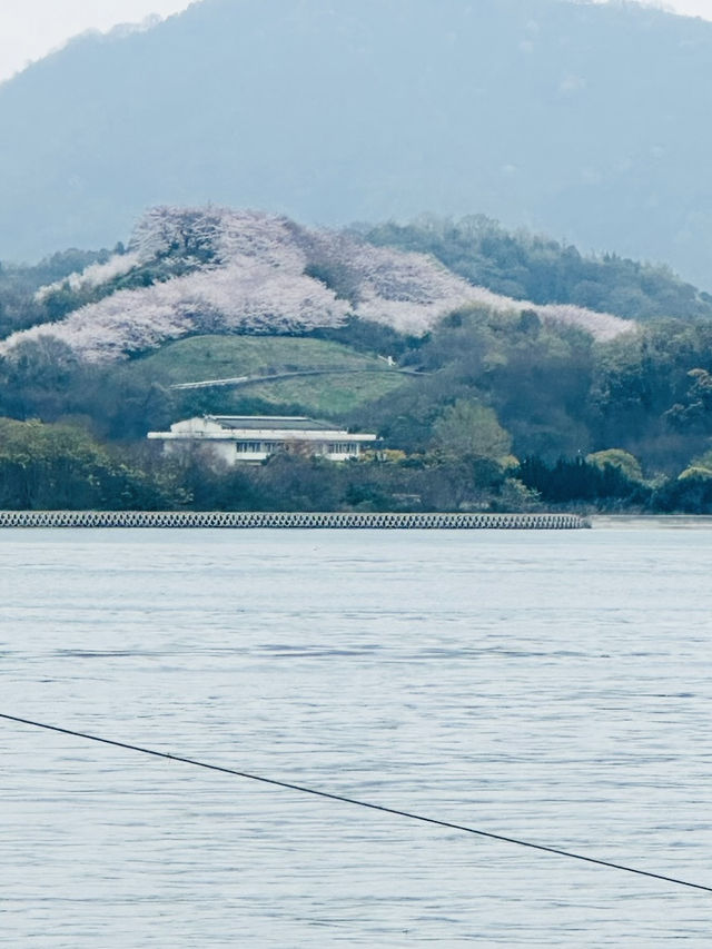 【広島、佐木島】千本桜🌸山いっぱいの美しさ