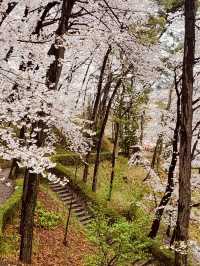 Temi's Spring Walk: Urban Nature's Delight