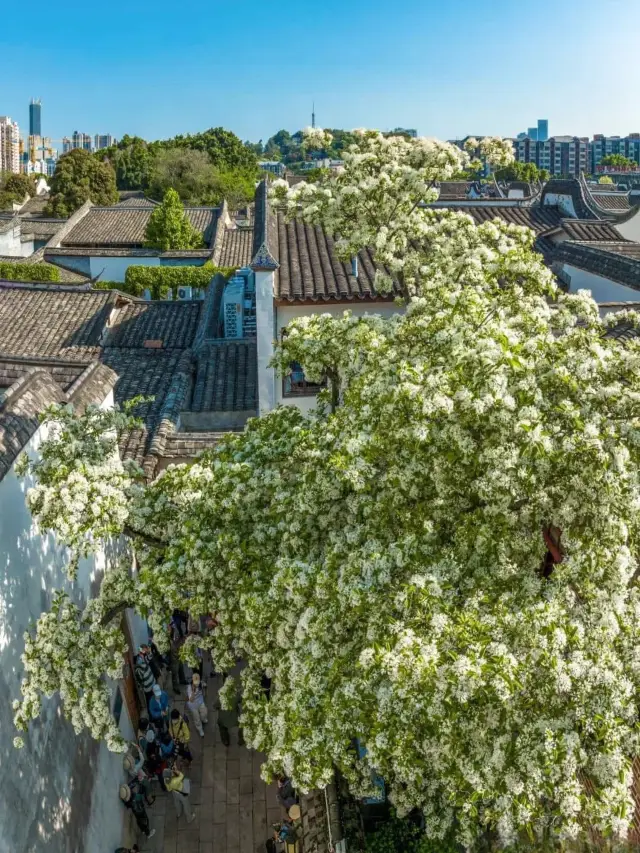 Chasing Fringe at Fuzhou