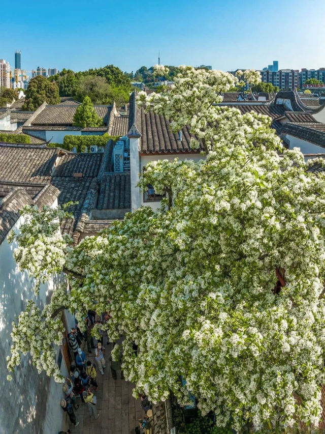 Chasing Fringe at Fuzhou