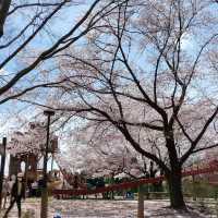 屋嘉兒童公園·賞櫻與遊樂樂趣