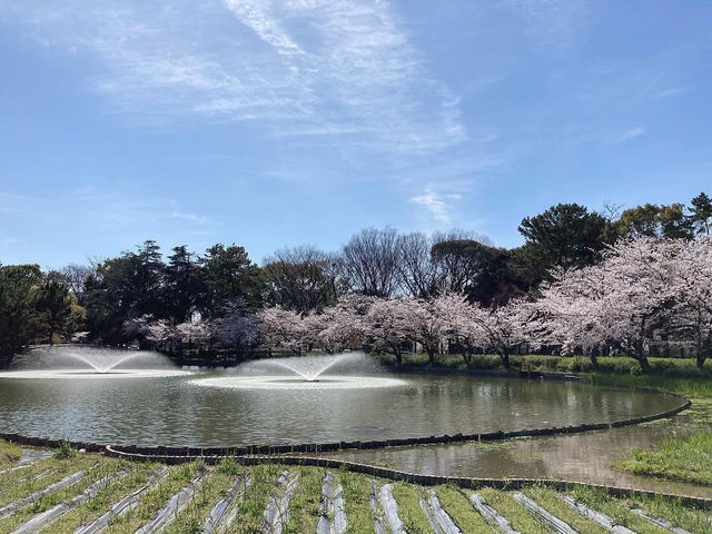 名古屋名城公園賞櫻美景