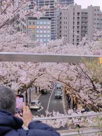🌸 Full Bloom of Cherry Blossoms in Roppongi, Tokyo!