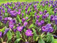 "Keukenhof: The World’s Most Beautiful Spring Garden in the Netherlands"