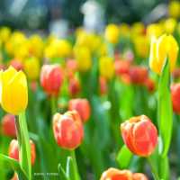 Miracle of Natural 