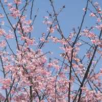 油羅溪森林花園•櫻花盛開的夢幻