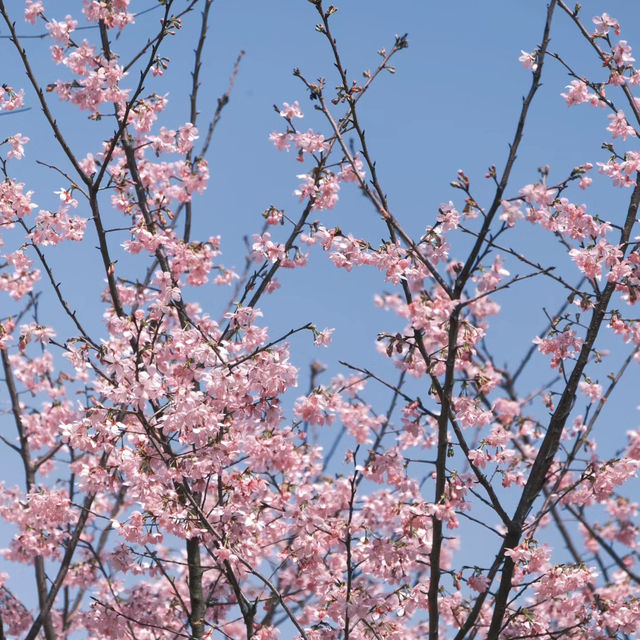 油羅溪森林花園•櫻花盛開的夢幻