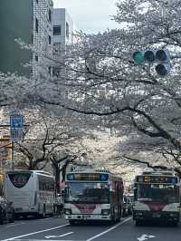 東京賞櫻攻略：中目黑、澀谷、中野、芝公園，一次蒐集所有粉嫩美景！🌸
