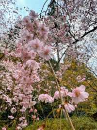 大原三千院賞櫻，古木參天的優雅日式庭園
