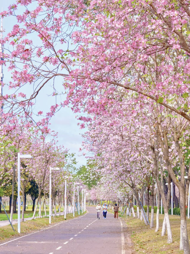 The blooming Bauhinia by the riverside in Guangzhou is breathtakingly beautiful 🌸
