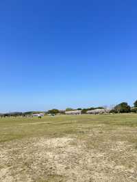 พาชมทุ่งดอกเมโลฟิลาที่สวน Uminokmichi Seaside Park