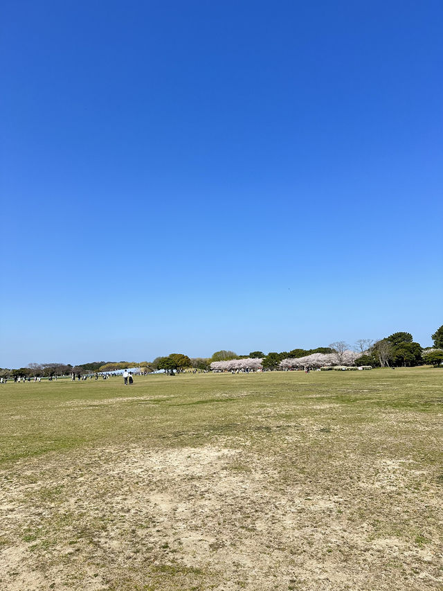 พาชมทุ่งดอกเมโลฟิลาที่สวน Uminokmichi Seaside Park