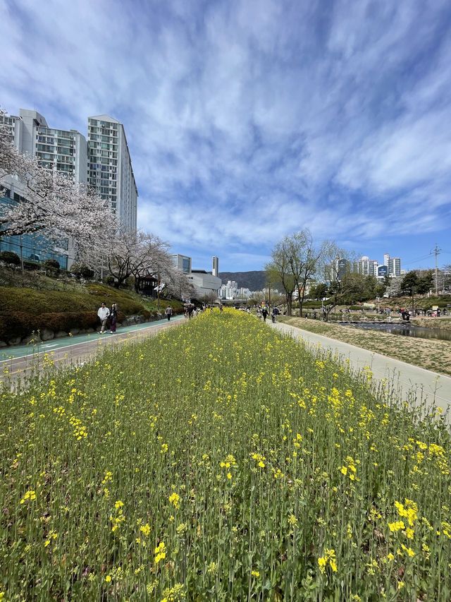 釜山春日絕景：溫泉川櫻花隧道與我相遇的一天