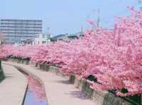 Kawazu-Zakura Cherry Trees in Yodo, Kyoto 