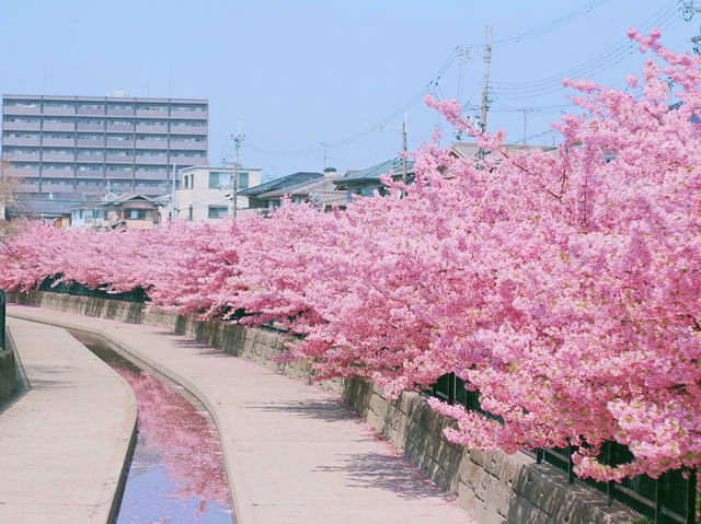 Kawazu-Zakura Cherry Trees in Yodo, Kyoto 