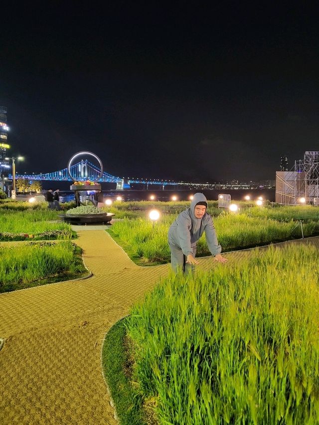 청보리시즌이 시작된 부산 광안리해수욕장
