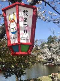 Full Bloom at Hikone Castle! 🌸