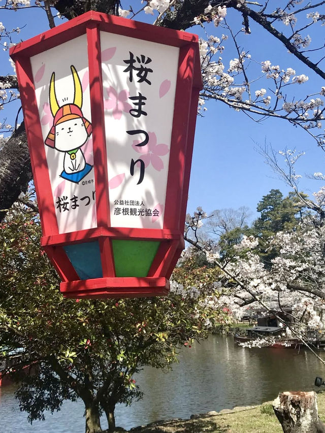 Full Bloom at Hikone Castle! 🌸