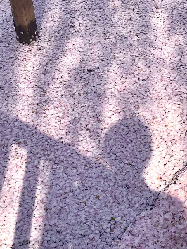 Cherry Blossoms at Fushimi Deai Bridge
