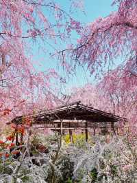 【京都】桜の穴場スポット🌸お花見・カフェ・神社・庭園