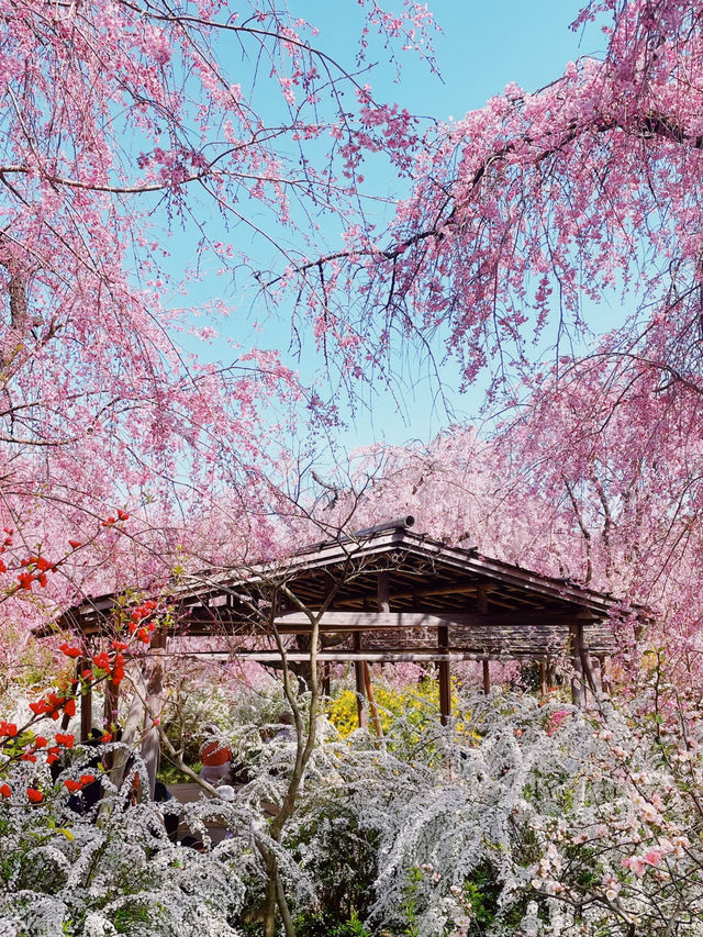 【京都】桜の穴場スポット🌸お花見・カフェ・神社・庭園