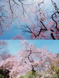 【京都】桜の穴場スポット🌸お花見・カフェ・神社・庭園