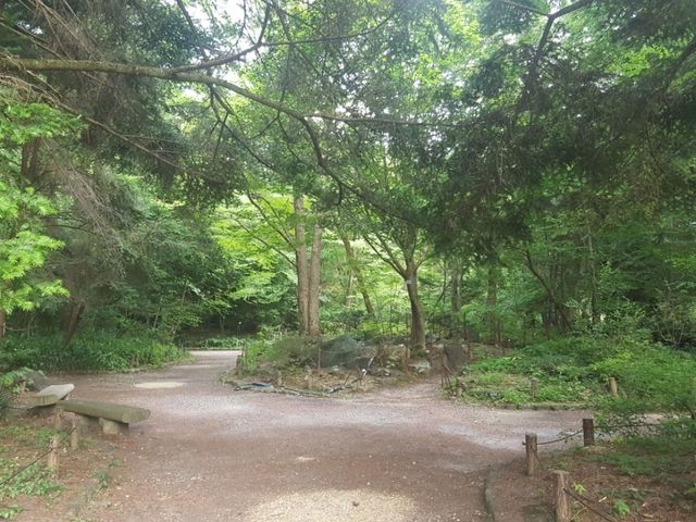 [🇯🇵京都] 緑に包まれる癒しの時間―京都府立植物園で感じる自然の息吹