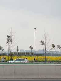 ทุ่งดอก Canola ที่เฉิงตู ในฤดูใบไม้ผลิ