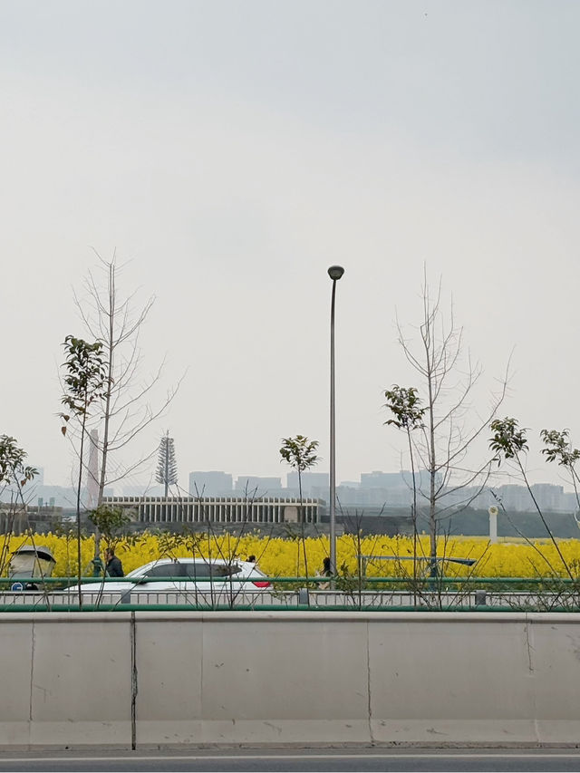 ทุ่งดอก Canola ที่เฉิงตู ในฤดูใบไม้ผลิ