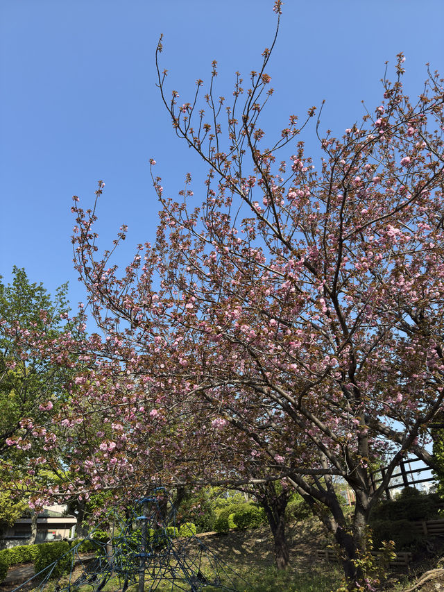 東京｜木場豐住公園一日遊 🌳