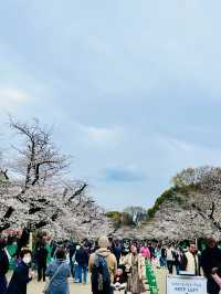 上野の桜 花見スポットまとめ（2025年版）