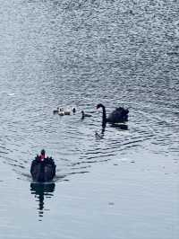 *Tiger Hill Wetland Park– Suzhou’s Urban Ecological Oasis