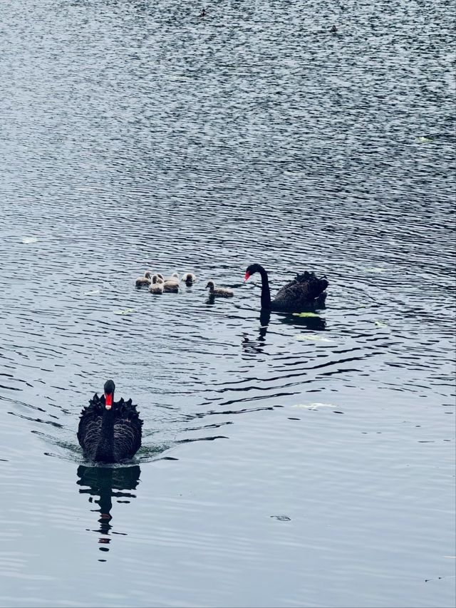 *Tiger Hill Wetland Park– Suzhou’s Urban Ecological Oasis