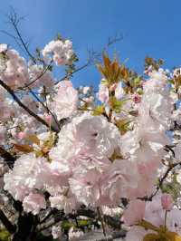 【東京】まだ間に合う!!もふもふ桜がかわいい桜スポット🌸