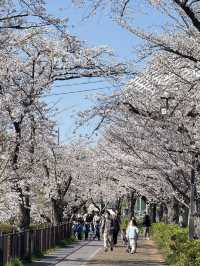 Beautiful cherry blossom @ Nagoya’s Four Seasons Road