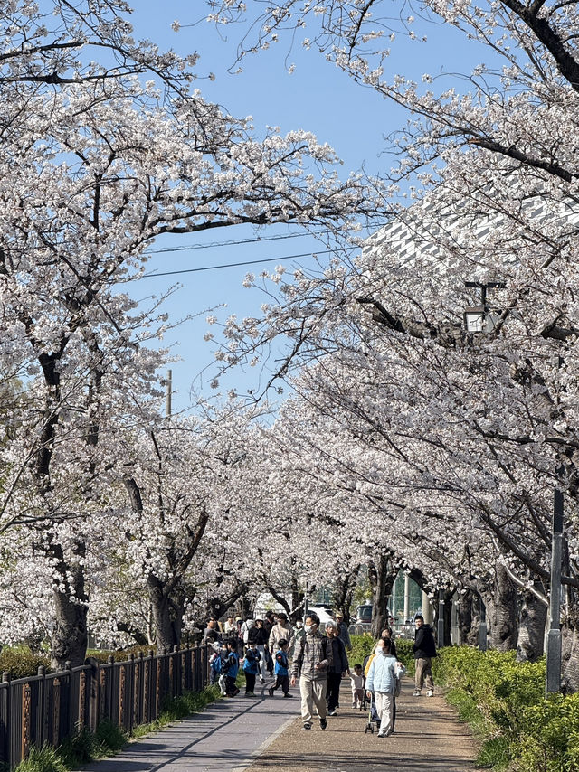 Beautiful cherry blossom @ Nagoya’s Four Seasons Road