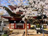 中野住宅區的日常賞櫻景點---新井藥師梅照院
