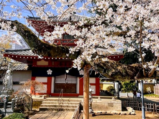 中野住宅區的日常賞櫻景點---新井藥師梅照院