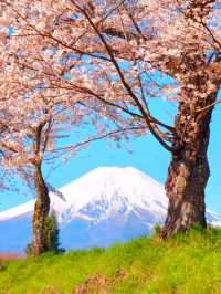 Pink Perfection: Mount Fuji's Cherry Blossom Spectacle at Oshino Hakkai