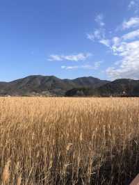 🌿순천만습지 힐링 산책🌾 자연 속에서 느낀 여유로운 하루