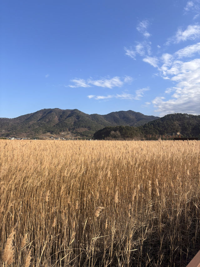 🌿순천만습지 힐링 산책🌾 자연 속에서 느낀 여유로운 하루
