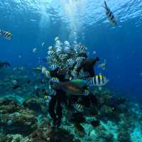 🤿潛進綠島的藍色奇遇！與海龜🌊🐢共游、牛港魚🐟擦身而過的神奇體驗🤩